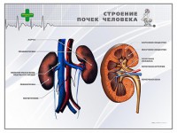 Стенд "Строение почки человека" - fgospostavki.ru - Южно-Сахалинск