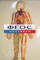 Модель барельефная "Кровеносная система человека" - fgospostavki.ru - Южно-Сахалинск