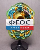 Модель "Клетка растения" - fgospostavki.ru - Южно-Сахалинск