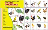 Демонстрационные карточки "Птицы домашние и декоративные" - fgospostavki.ru - Южно-Сахалинск