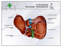 Стенд "Строение печени человека" - fgospostavki.ru - Южно-Сахалинск