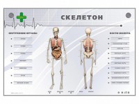 Электрифицированный стенд-тренажер "Скелетон" - fgospostavki.ru - Южно-Сахалинск