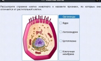 Интерактивные курсы. Биология 8 класс. Базовый - fgospostavki.ru - Южно-Сахалинск
