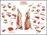 Таблица "Правила разделки мясных туш. Говядина и телятина" (100х140 сантиметров, винил) - fgospostavki.ru - Южно-Сахалинск