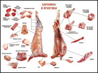 Таблица "Правила разделки мясных туш. Баранина и ягнятина" (100х140 сантиметров, винил) - fgospostavki.ru - Южно-Сахалинск