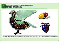 Рельефная таблица "Внутреннее строение голубя" (формат А1, матовое ламинирование) - fgospostavki.ru - Южно-Сахалинск