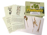 Гербарий "Систематика растений. Семейство Бобовые. Злаки" (раздаточный) - fgospostavki.ru - Южно-Сахалинск