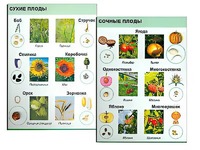 Коллекция "Семена и плоды" - fgospostavki.ru - Южно-Сахалинск