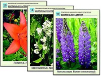 Гербарий фотографический "Основные группы растений" - fgospostavki.ru - Южно-Сахалинск