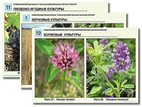 Гербарий фотографический "Сельскохозяйственные растения России" - fgospostavki.ru - Южно-Сахалинск