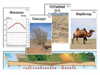 Модель-аппликация "Природные зоны" - fgospostavki.ru - Южно-Сахалинск