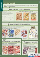 Комплект таблиц. Биология 8-9 класс. Человек. - fgospostavki.ru - Южно-Сахалинск