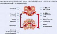 Интерактивные курсы. Биология 9 класс. Расширенный. - fgospostavki.ru - Южно-Сахалинск