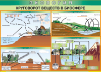 Таблица "Круговорот веществ в биосфере" (100х140 сантиметров, винил) - fgospostavki.ru - Южно-Сахалинск