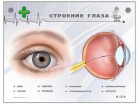 Интерактивный стенд "Строение глаза" - fgospostavki.ru - Южно-Сахалинск