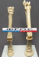 Скелет конечности лошади (передняя и задняя) на подставке - fgospostavki.ru - Южно-Сахалинск