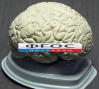 Модель "Мозг в разрезе" (белый) - fgospostavki.ru - Южно-Сахалинск