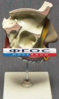 Модель "Разрез носоглотки" - fgospostavki.ru - Южно-Сахалинск