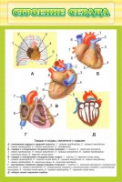 Стенд "Строение сердца" - fgospostavki.ru - Южно-Сахалинск