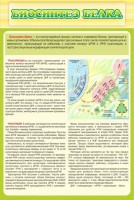 Стенд "Биосинтез белка" - fgospostavki.ru - Южно-Сахалинск
