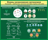 Стенд "Формы размножения организмов" - fgospostavki.ru - Южно-Сахалинск