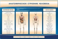 Электрифицированный стенд-тренажер c макетом скелета "Анатомическое строение человека" - fgospostavki.ru - Южно-Сахалинск
