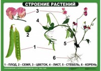 Комплект таблиц "Ознакомление с окружающим миром 1-4 класс" - fgospostavki.ru - Южно-Сахалинск