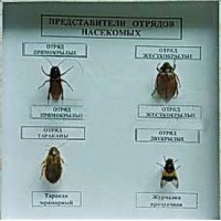 Коллекция энтомологическая "Представители отряда насекомых" - fgospostavki.ru - Южно-Сахалинск