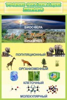 Стенд "Уровни организации живого" - fgospostavki.ru - Южно-Сахалинск
