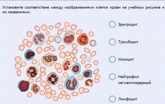 Интерактивные курсы. Биология 11 класс. Расширенный. - fgospostavki.ru - Южно-Сахалинск