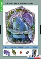 Комплект таблиц. Биология. Вещества растений. Клеточное строение. - fgospostavki.ru - Южно-Сахалинск