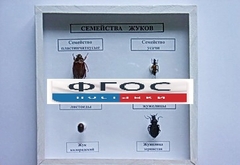 Коллекция "Семейство жуков" - fgospostavki.ru - Южно-Сахалинск