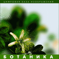 Ботаника. (Цифровая база изображений) - fgospostavki.ru - Южно-Сахалинск