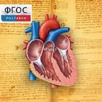 Анатомия (Цифровой атлас школьника) - fgospostavki.ru - Южно-Сахалинск
