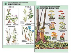 Комплект таблиц "Окружающий мир. Грибы. Растительный мир" (12 таблиц, А1, ламинированные) - fgospostavki.ru - Южно-Сахалинск