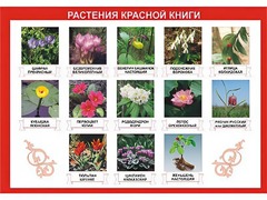 Таблица демонстрационная "Растения Красной книги" (винил 100*140) - fgospostavki.ru - Южно-Сахалинск