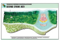 Рельефная таблица "Клеточное строение листа" (формат А1, матовое ламинирование) - fgospostavki.ru - Южно-Сахалинск