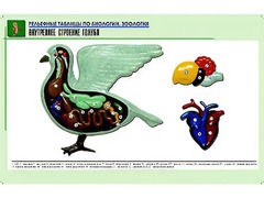 Рельефная таблица "Внутреннее строение голубя" (формат А1, матовое ламинирование) - fgospostavki.ru - Южно-Сахалинск
