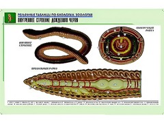 Рельефная таблица "Внутреннее строение дождевого червя" (формат А1, матовое ламинирование) - fgospostavki.ru - Южно-Сахалинск