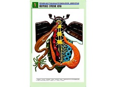 Рельефная таблица "Внутреннее строение жука" (формат А1, матовое ламинирование) - fgospostavki.ru - Южно-Сахалинск