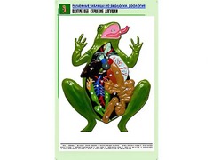 Рельефная таблица "Внутреннее строение лягушки" (формат А1, матовое ламинирование) - fgospostavki.ru - Южно-Сахалинск