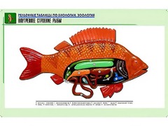 Рельефная таблица "Внутреннее строение рыбы" (формат А1, матовое ламинирование) - fgospostavki.ru - Южно-Сахалинск