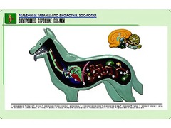 Рельефная таблица "Внутреннее строение собаки" (формат А1, матовое ламинирование) - fgospostavki.ru - Южно-Сахалинск