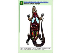 Рельефная таблица "Внутреннее строение ящерицы" (формат А1, матовое ламинирование) - fgospostavki.ru - Южно-Сахалинск