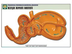 Рельефная таблица "Желудок жвачного животного" (формат А1, матовое ламинирование) - fgospostavki.ru - Южно-Сахалинск