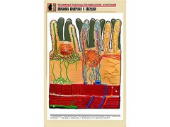 Рельефная таблица "Ворсинка кишечная с сосудом" (формат А1, матовое ламинирование) - fgospostavki.ru - Южно-Сахалинск