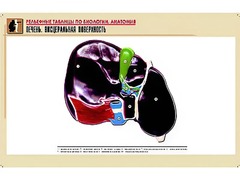 Рельефная таблица "Печень. Висцеральная поверхность" (формат А1, матовое ламинирование) - fgospostavki.ru - Южно-Сахалинск