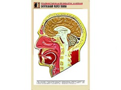 Рельефная таблица "Сагиттальный разрез головы" (формат А1, матовое ламинирование) - fgospostavki.ru - Южно-Сахалинск