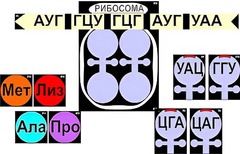 Модель-аппликация "Биосинтез белка" (ламинированная) - fgospostavki.ru - Южно-Сахалинск