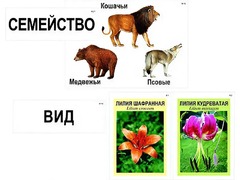 Модель-аппликация "Классификация растений и животных" (ламинированная) - fgospostavki.ru - Южно-Сахалинск